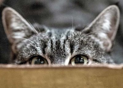 Hoe de kat bijna een plek op de Chinese dierenriem kreeg