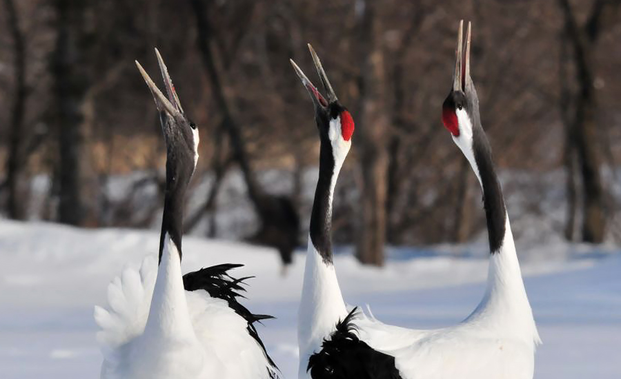 test-afbeelding-03 chinese-kraanvogel