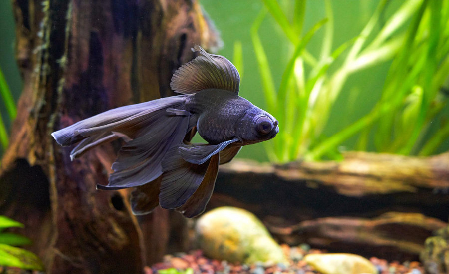 Goudvissen: symbool voor rijkdom en geluk