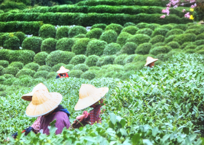 Longjing thee, de trots van Hanghou
