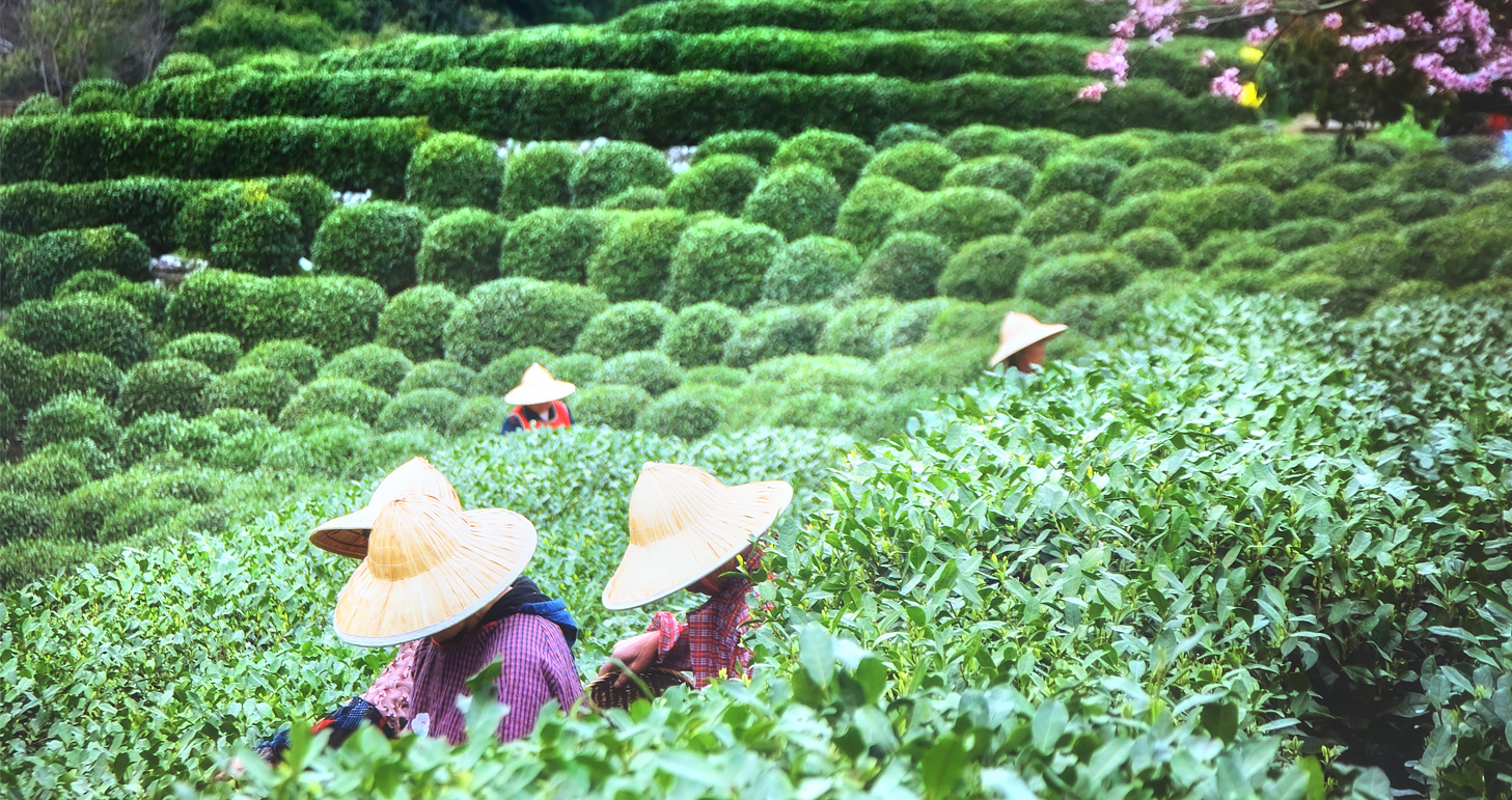 longjing-thee-uitgelicht