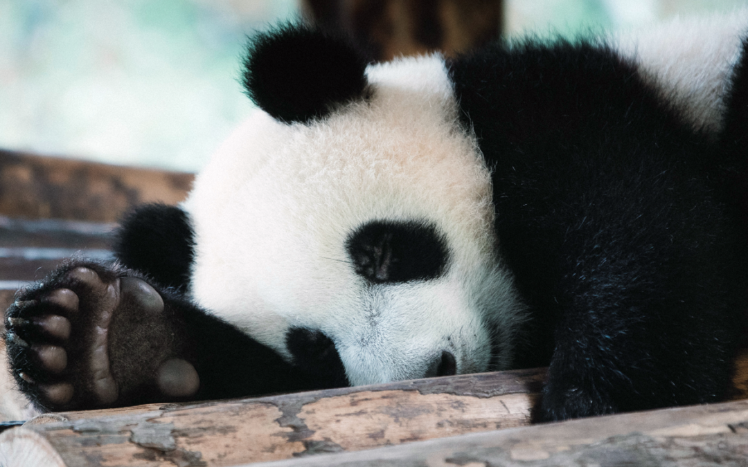 Amazing China 2023: Chengdu