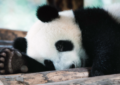 Amazing China 2023: Chengdu