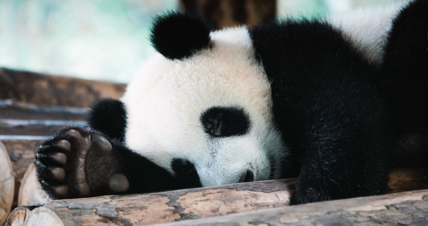 chengdu